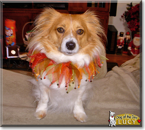 Lucy, the Dog of the Day