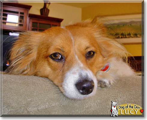 Lucy, the Dog of the Day