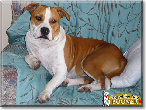 Boomer, the Dog of the Day