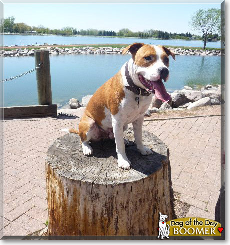Boomer, the Dog of the Day