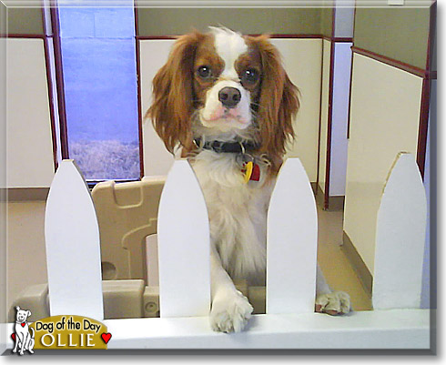 Ollie, the Dog of the Day