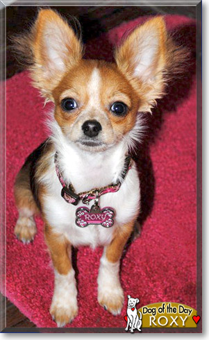 Roxy, the Dog of the Day