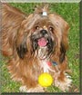 Gizmo