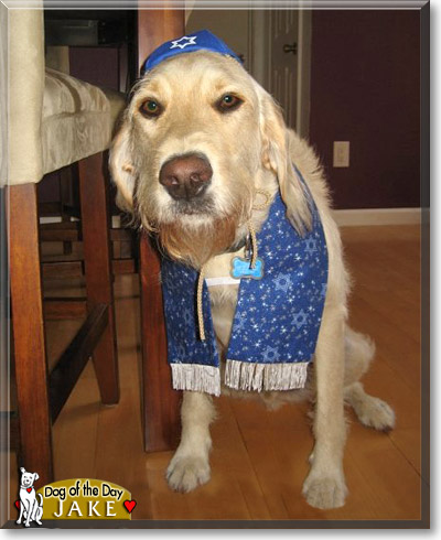Jake, the Dog of the Day Jake, the Dog of the Day