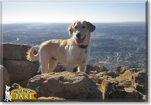 Jake, the Dog of the Day Jake, the Dog of the Day