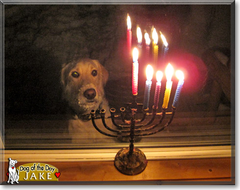 Jake, the Dog of the Day Jake, the Dog of the Day