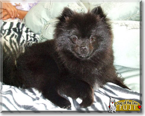 Fuji, the Dog of the Day Fuji, the Dog of the Day