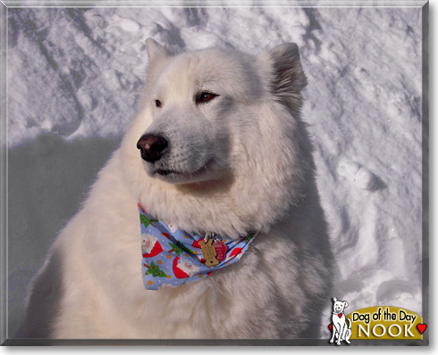 Nook, the Dog of the Day