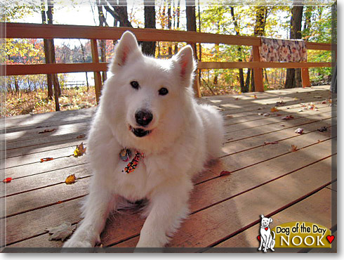 Nook, the Dog of the Day