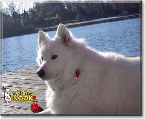 Nook, the Dog of the Day