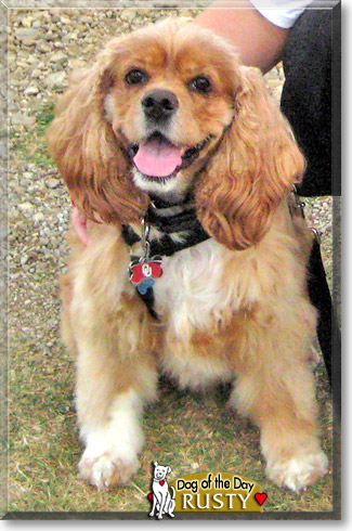 Rusty, the Dog of the Day