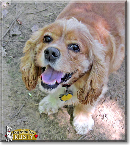 Rusty, the Dog of the Day