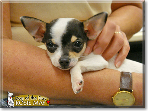 Rosie May, the Dog of the Day