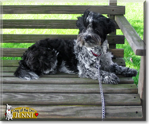 Jenni, the Dog of the Day