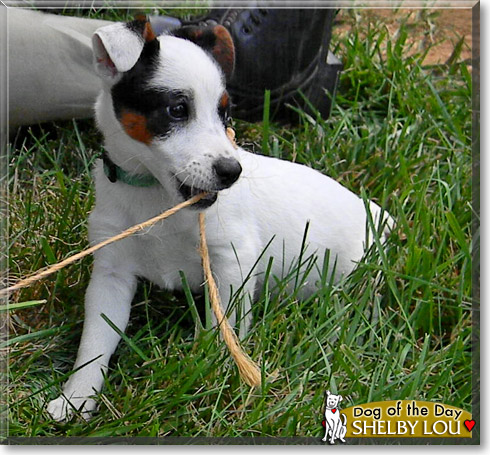Shelby Lou, the Dog of the Day