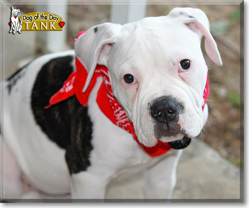 Tank, the Dog of the Day