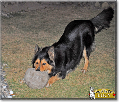 Lucy, the Dog of the Day