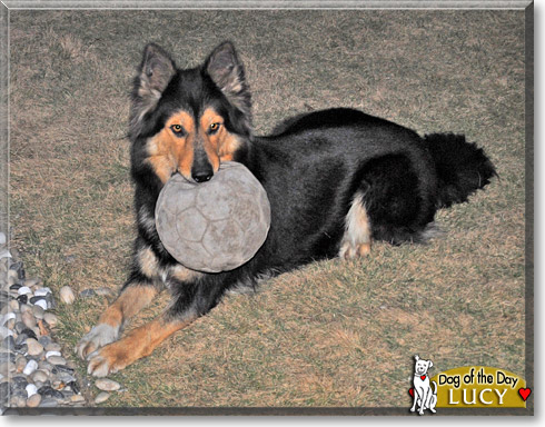 Lucy, the Dog of the Day