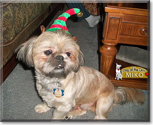 Miko, the Dog of the Day Miko, the Dog of the Day