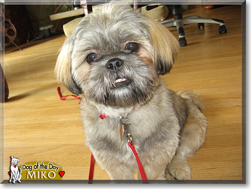 Miko, the Dog of the Day Miko, the Dog of the Day