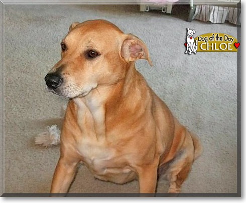 Chloe, the Dog of the Day Chloe, the Dog of the Day