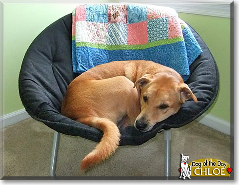 Chloe, the Dog of the Day Chloe, the Dog of the Day