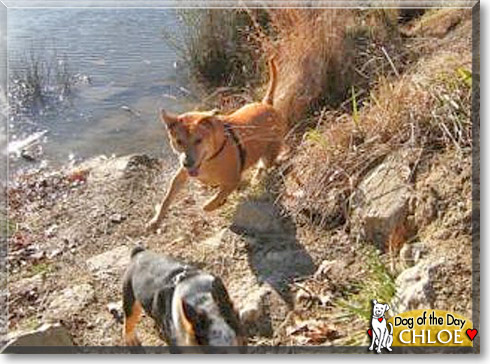 Chloe, the Dog of the Day Chloe, the Dog of the Day