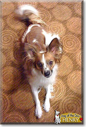 Henry, the Dog of the Day
