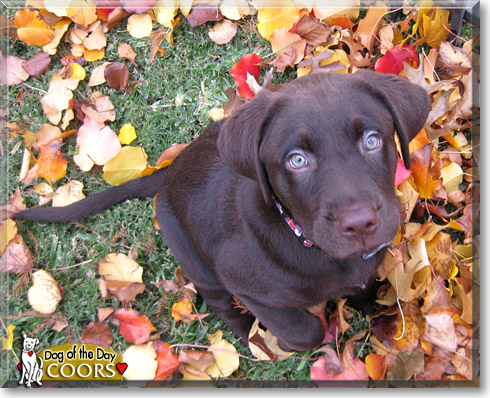 Coors, the Dog of the Day