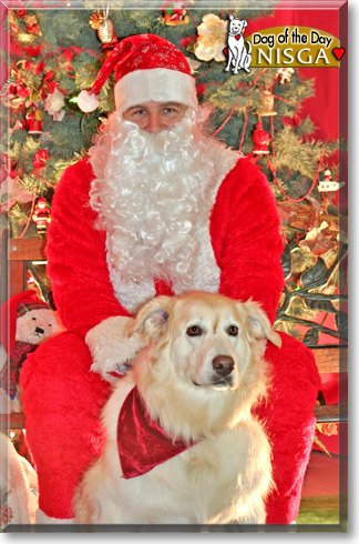 Nisga, the Dog of the Day