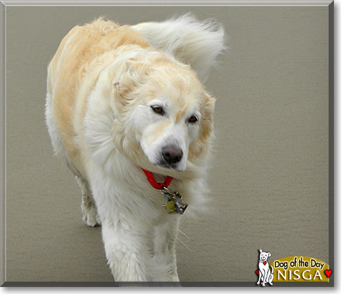 Nisga, the Dog of the Day