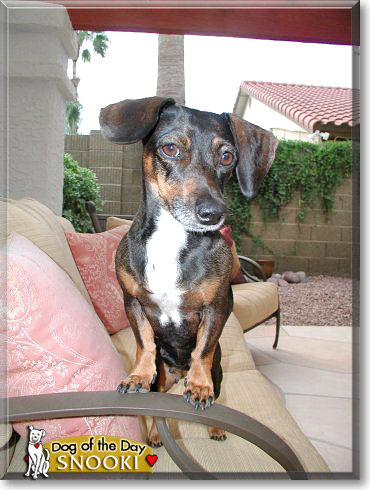 Snooki, the Dog of the Day
