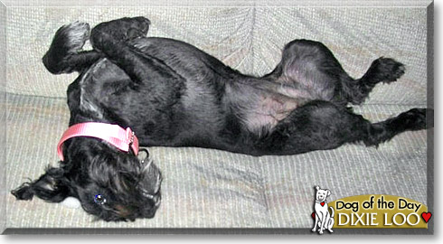 Dixie Loo, the Dog of the Day