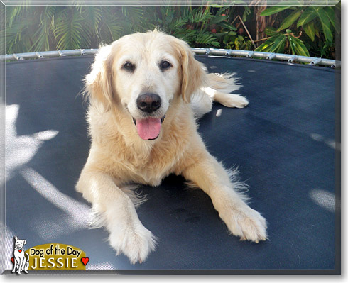 Jessie, the Dog of the Day
