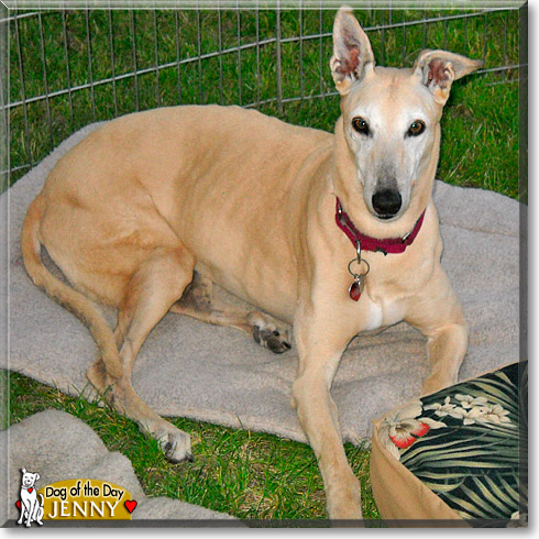Jenny, the Dog of the Day
