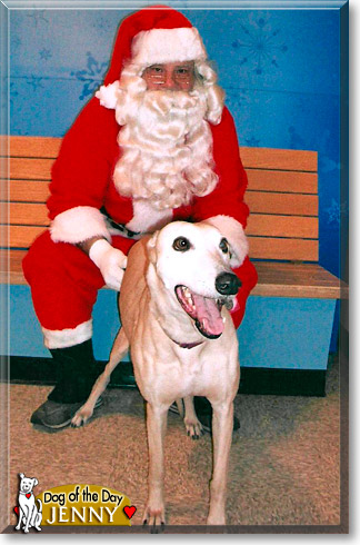 Jenny, the Dog of the Day