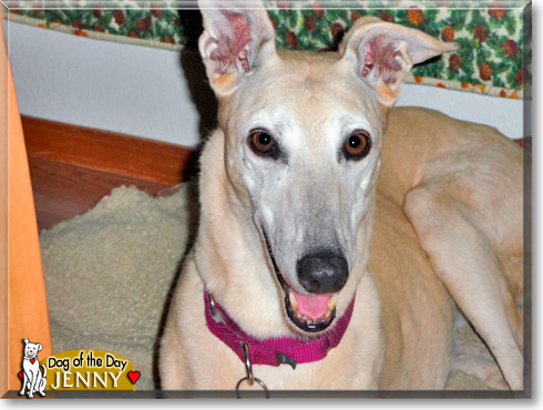 Jenny, the Dog of the Day