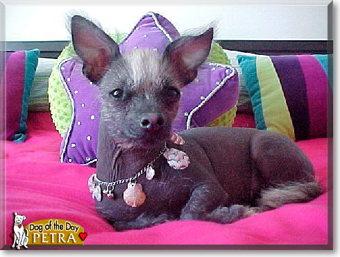 Petra, the Dog of the Day