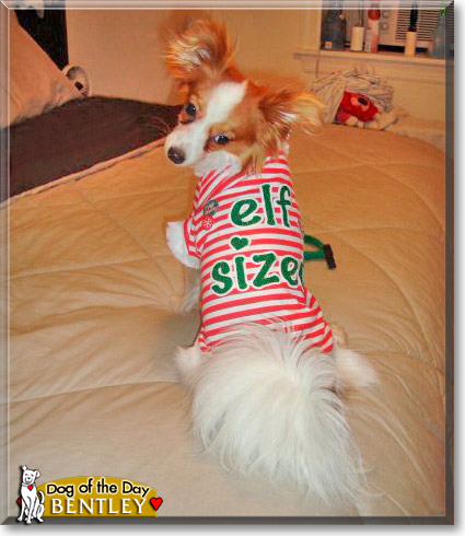 Bentley, the Dog of the Day