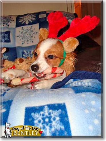 Bentley, the Dog of the Day