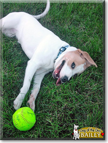Bailey, the Dog of the Day