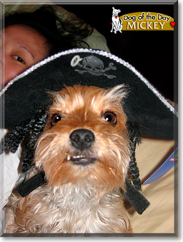 Mickey, the Dog of the Day