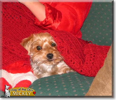 Mickey, the Dog of the Day