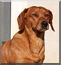 Pippo