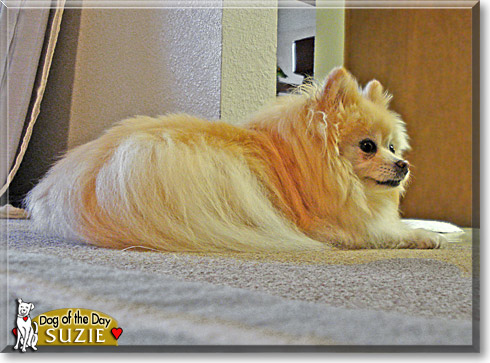 Suzie, the Dog of the Day