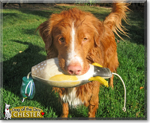 Chester, the Dog of the Day
