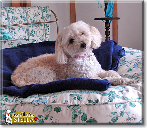 Stella, the Dog of the Day
