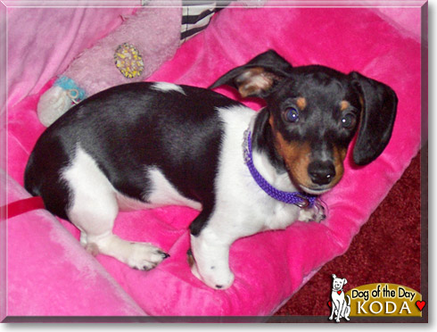 Koda, the Dog of the Day