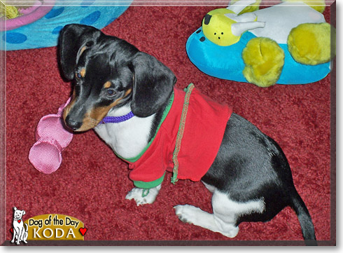 Koda, the Dog of the Day