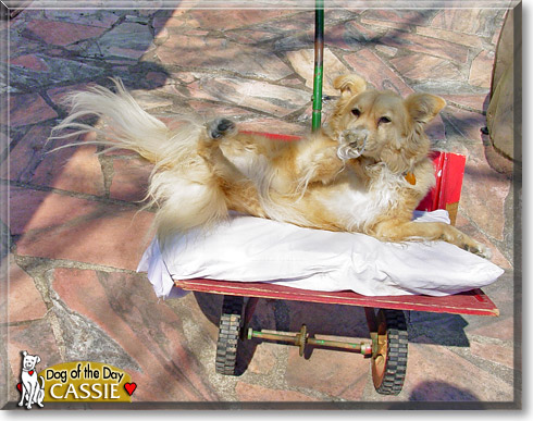 Cassie, the Dog of the Day